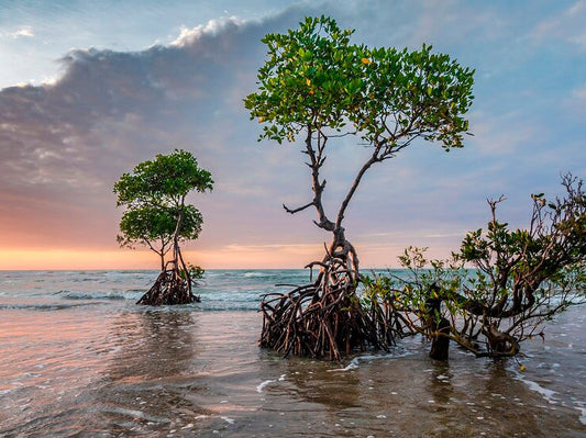 Certificación Climate Label: nuevos proyectos de compensación de carbono